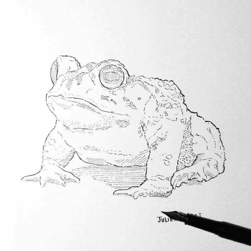 Naturalistic drawing of a toad