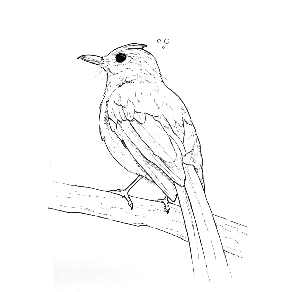 Illustration naturaliste : oiseau européen